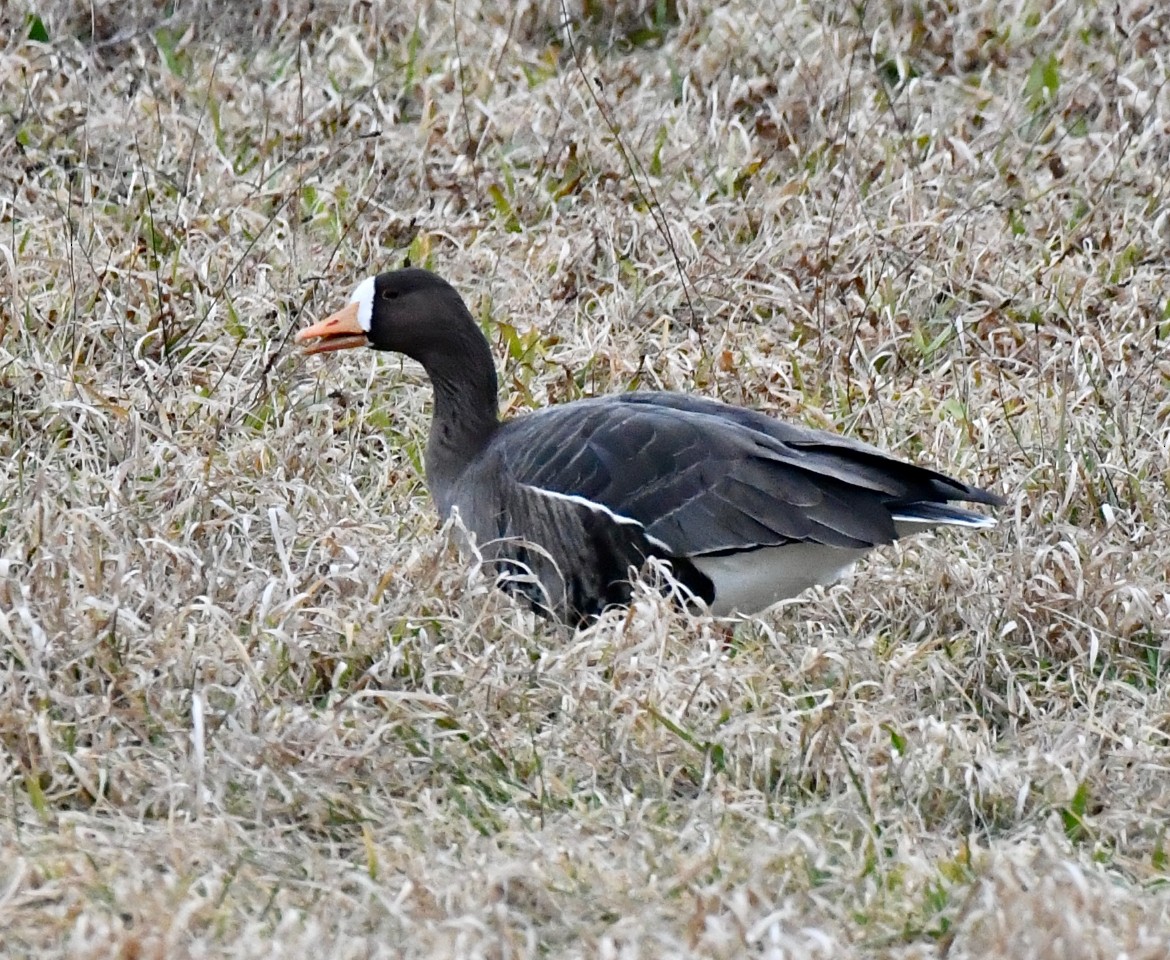 Greater White-fronted Goose - ML613178613