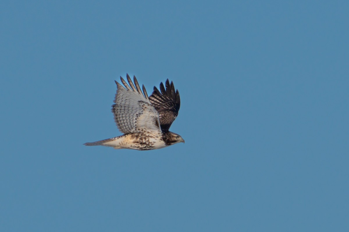 Red-tailed Hawk - ML613178614