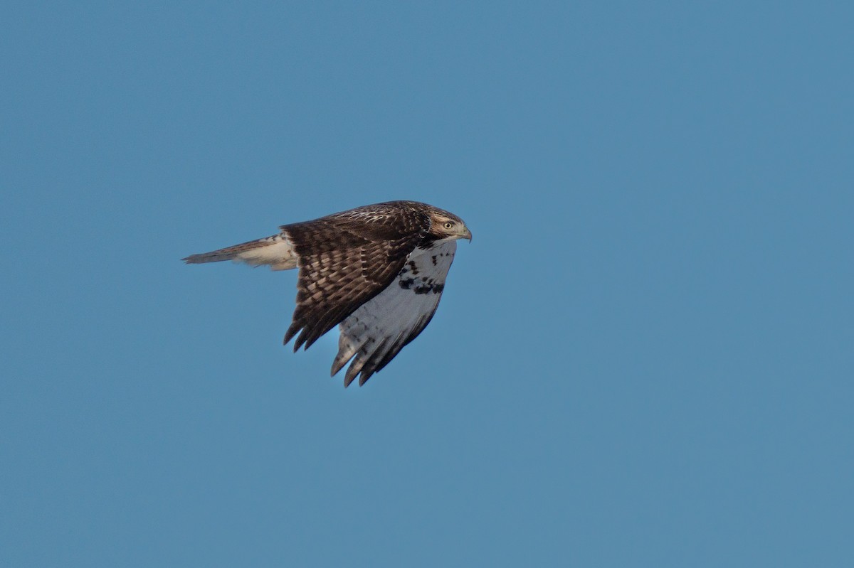 Red-tailed Hawk - ML613178615