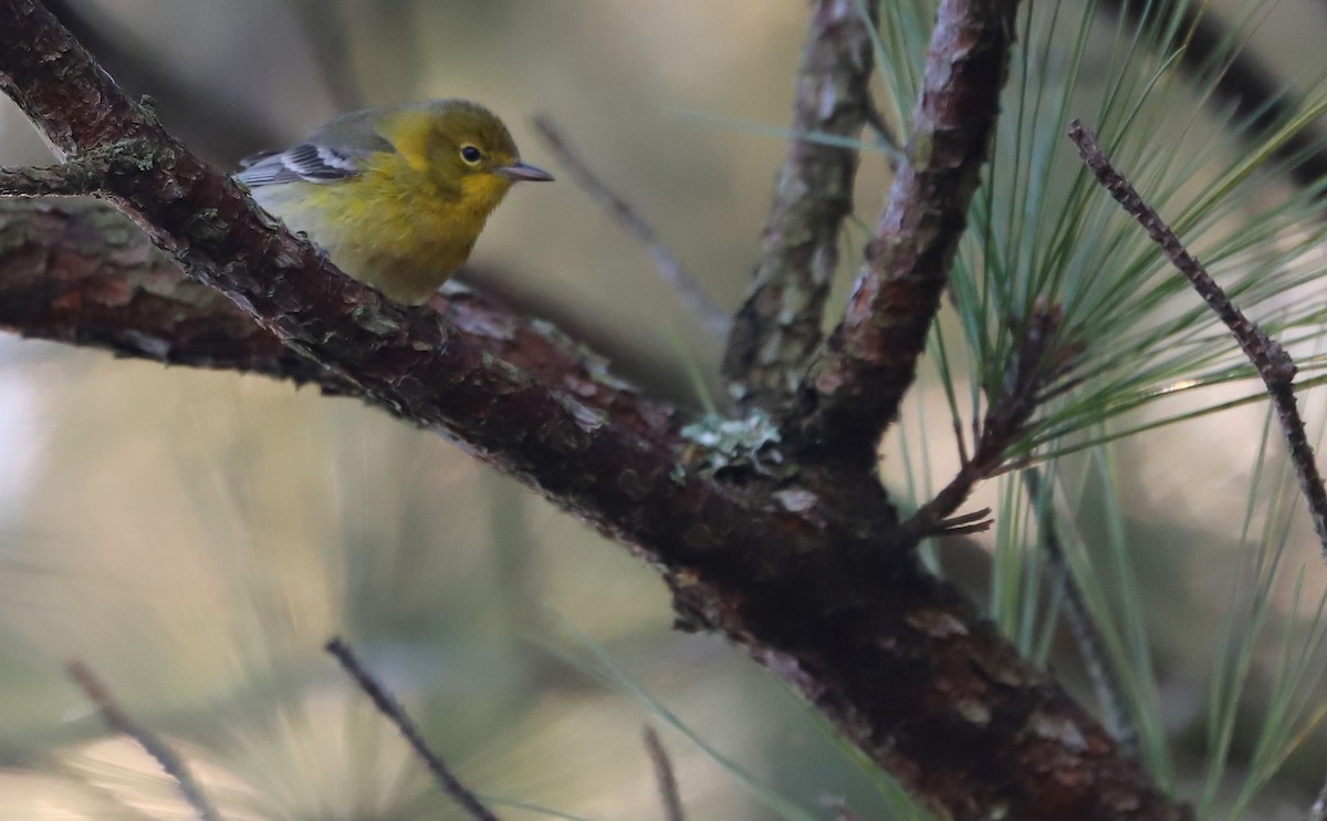 Pine Warbler - Rob Bielawski