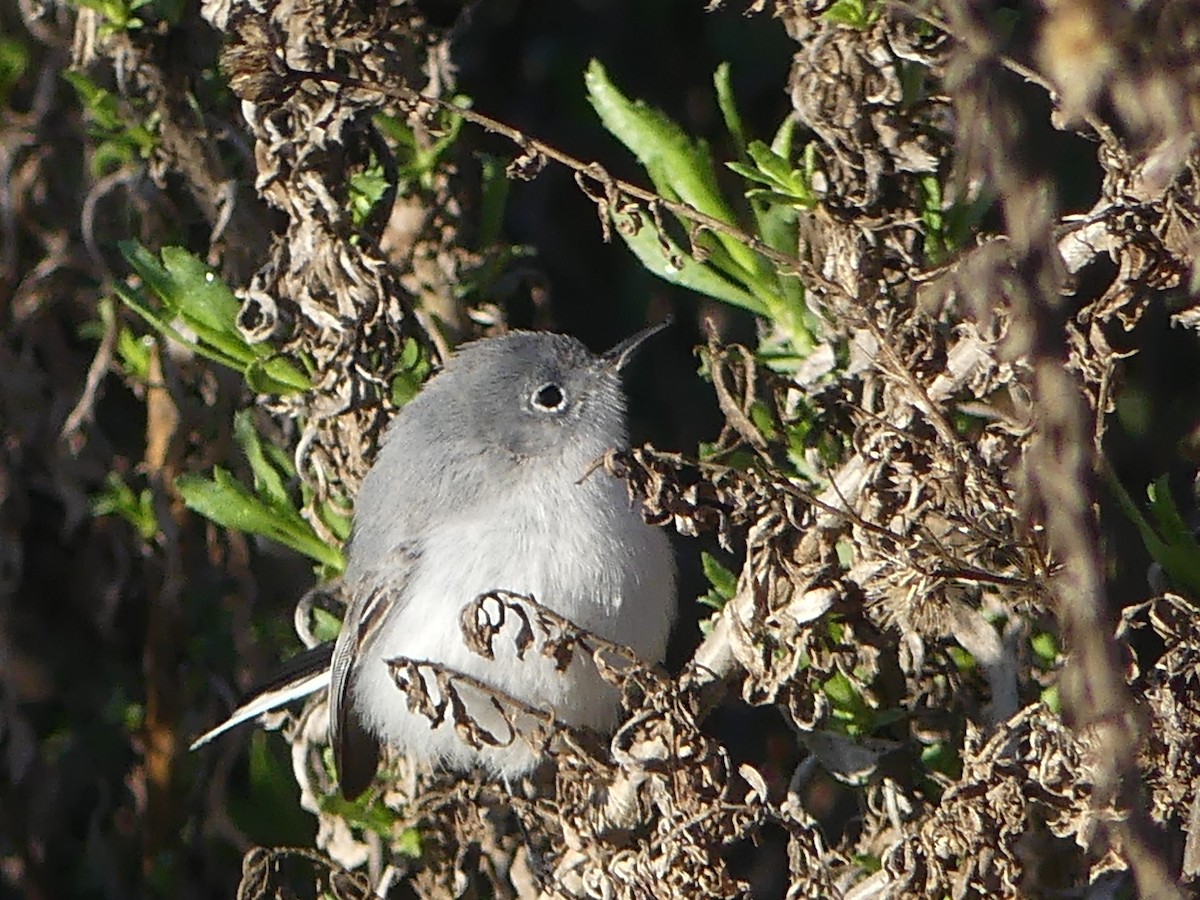 Gobemoucheron gris-bleu - ML613178653