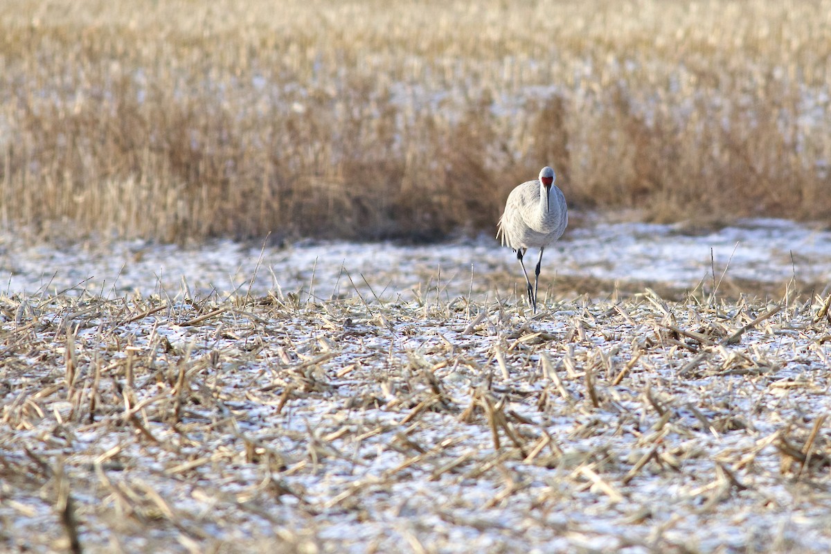 Sandhill Crane - George Forsyth