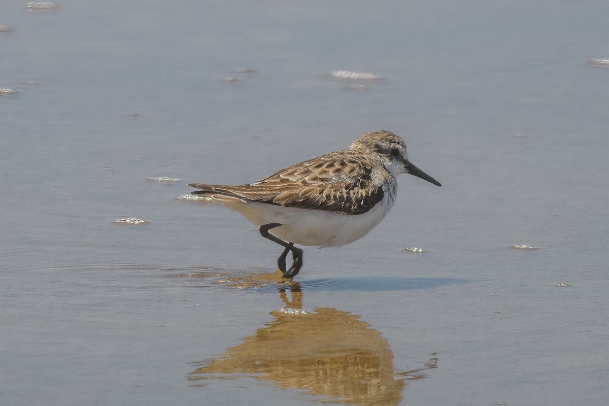 Little Stint - ML613178684