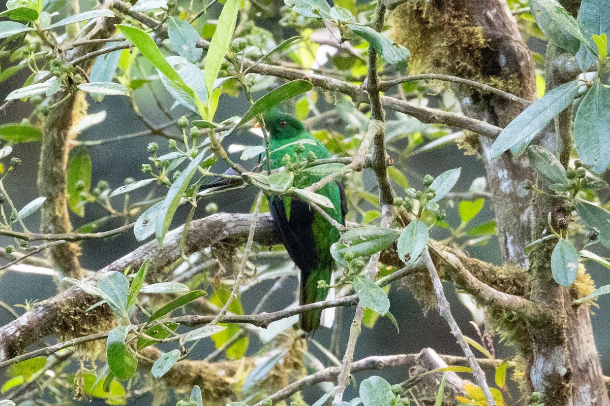 Crested Quetzal - ML613178718