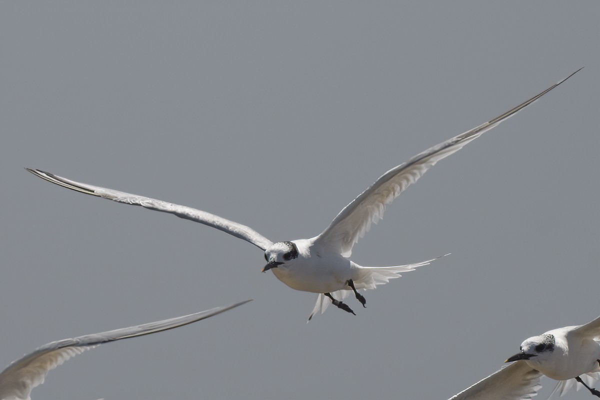 Sandwich Tern - ML613178744