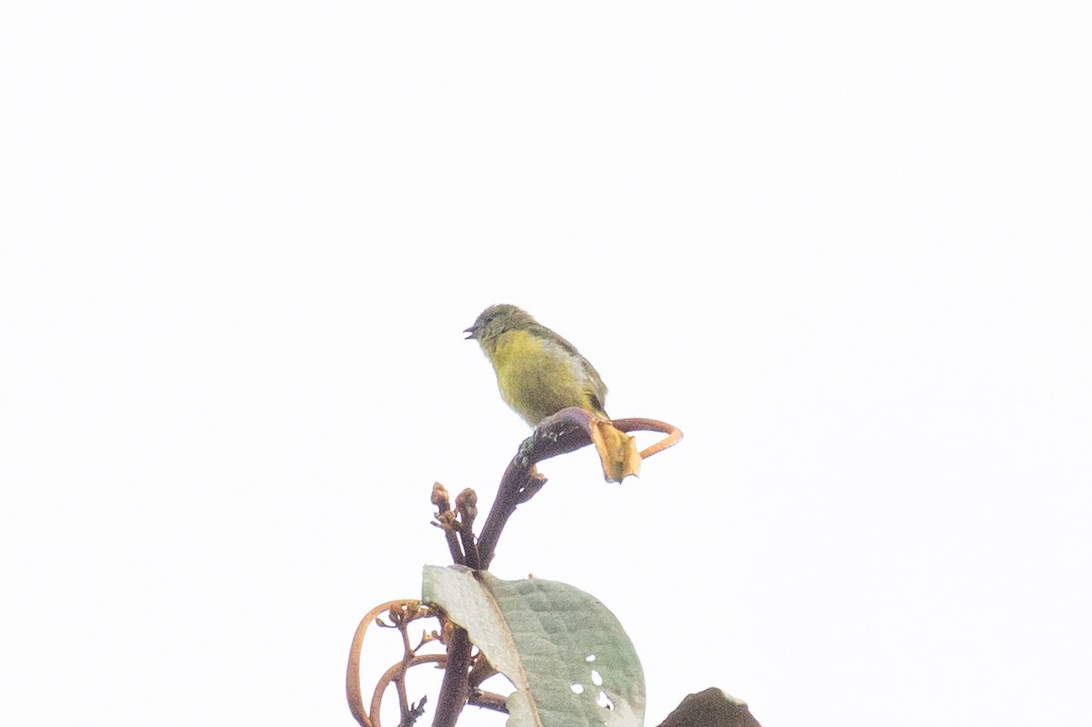 Orange-crowned Euphonia - ML613178752