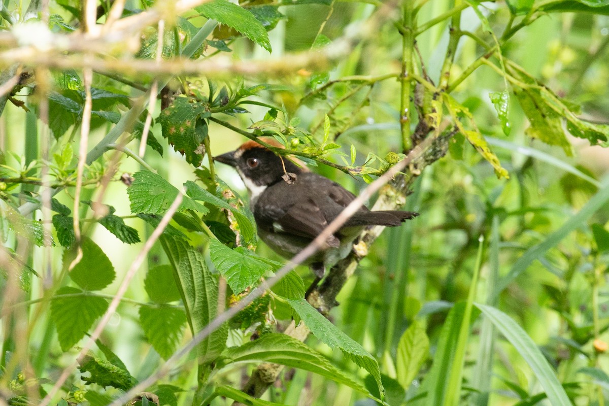 White-winged Brushfinch (White-winged) - Xiaoni Xu