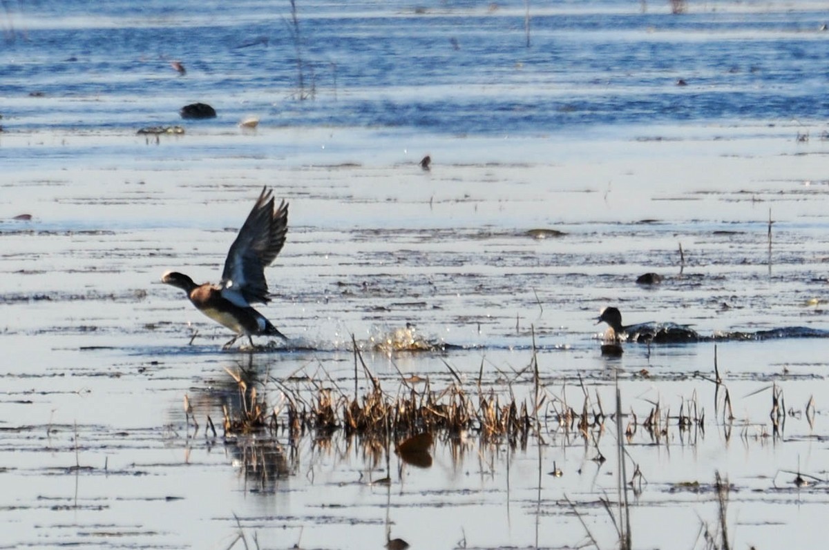 American Wigeon - ML613178780