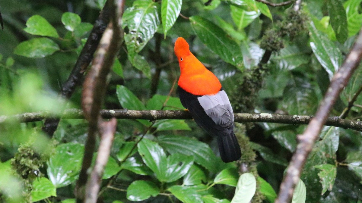 Andean Cock-of-the-rock - Chris Hiatt