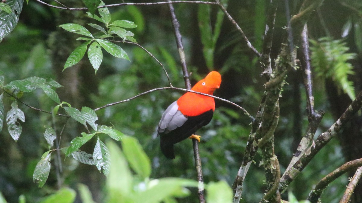 Andean Cock-of-the-rock - Chris Hiatt