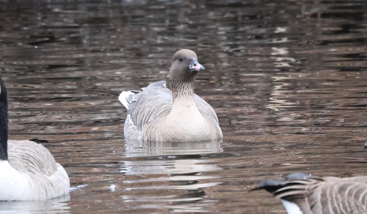 Pink-footed Goose - ML613178842