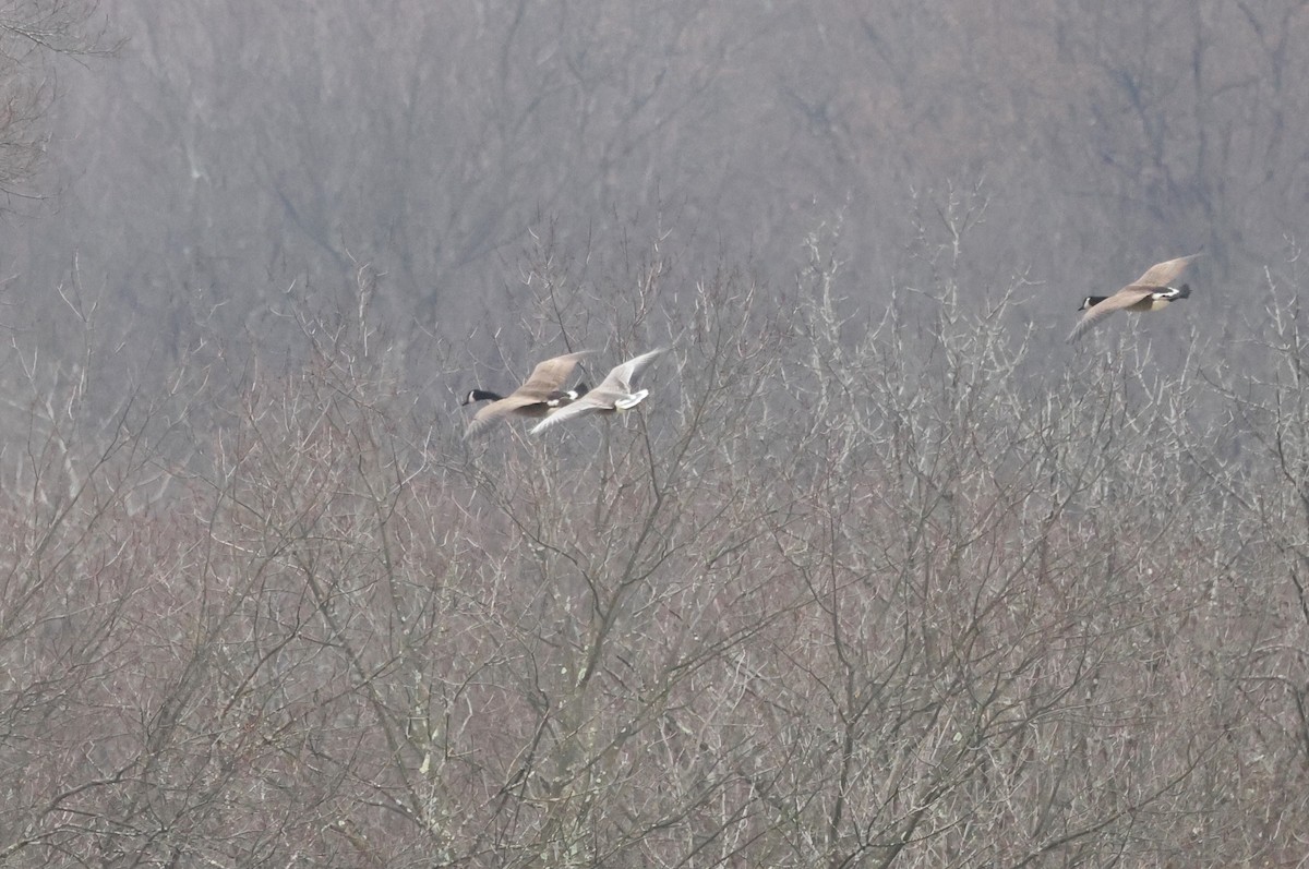 Pink-footed Goose - ML613178860