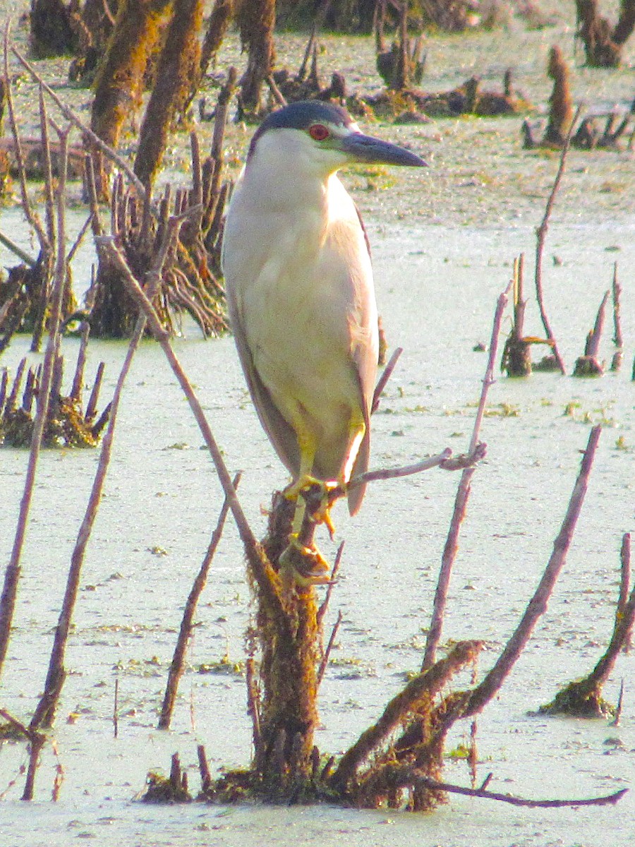 Black-crowned Night Heron - ML613178920