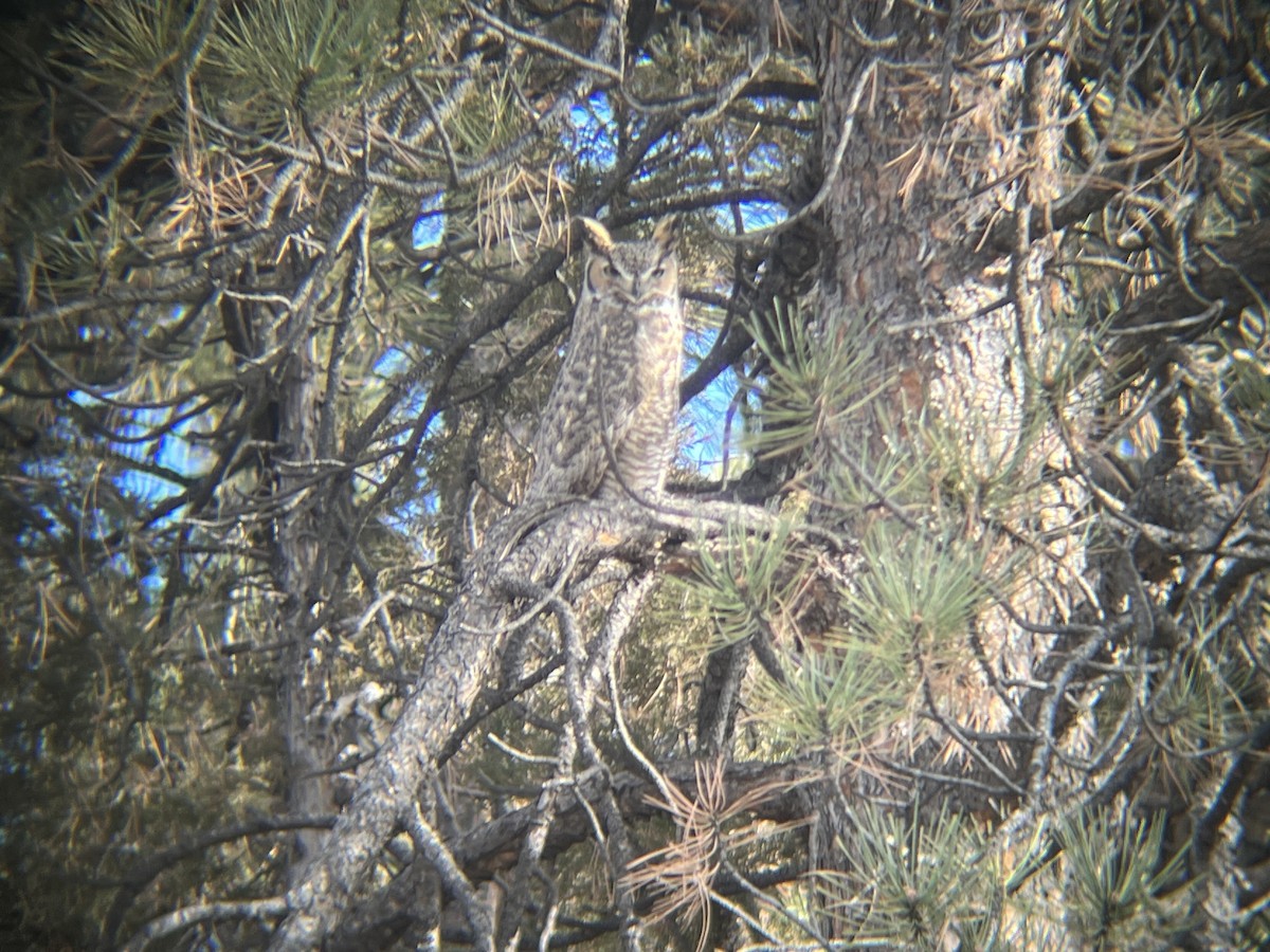 Great Horned Owl - ML613178923