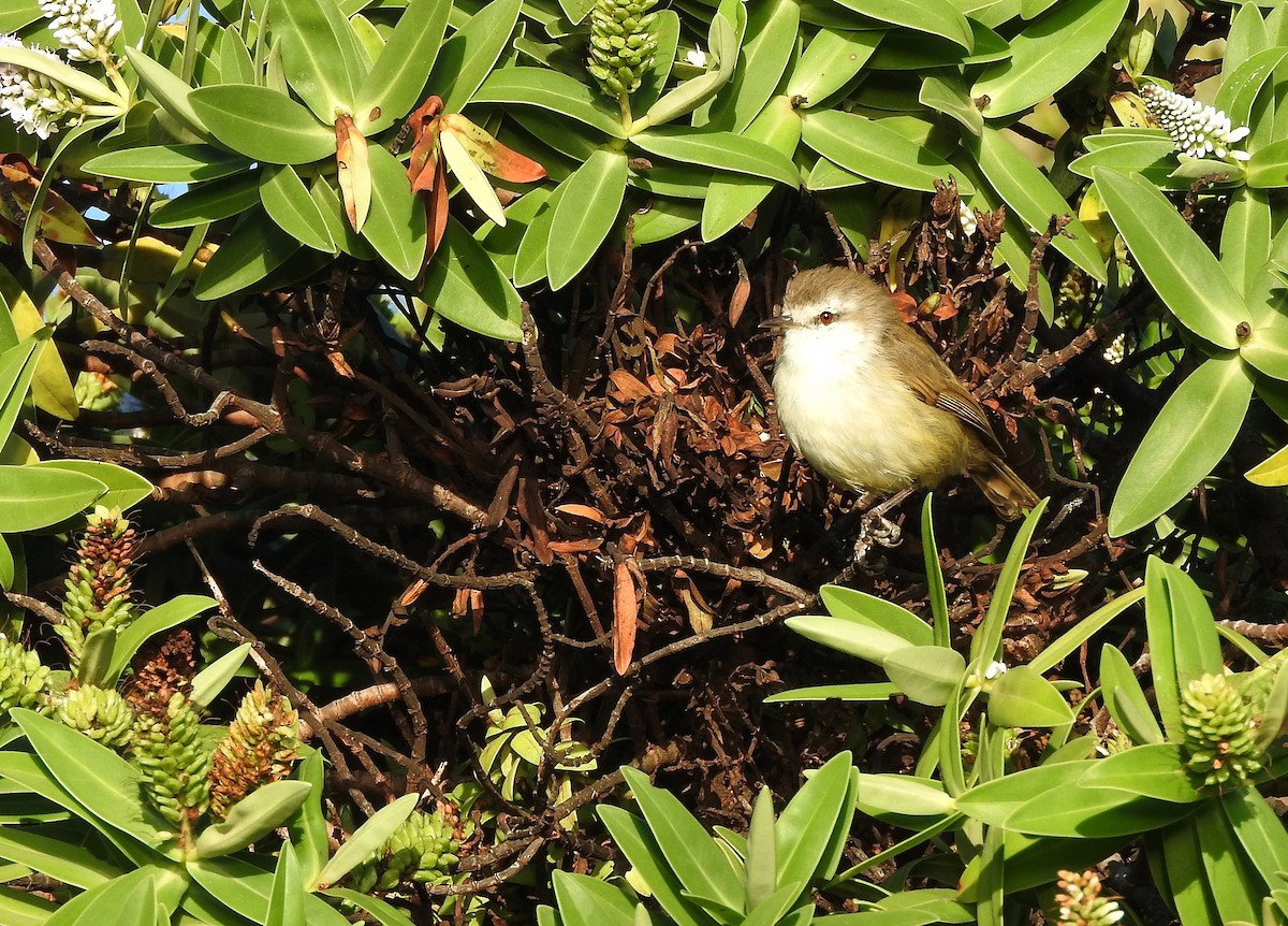 Chatham Island Gerygone - ML613178947