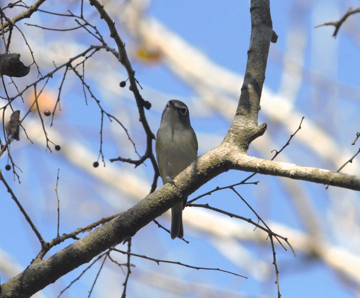 Mavi Başlı Vireo - ML613179105