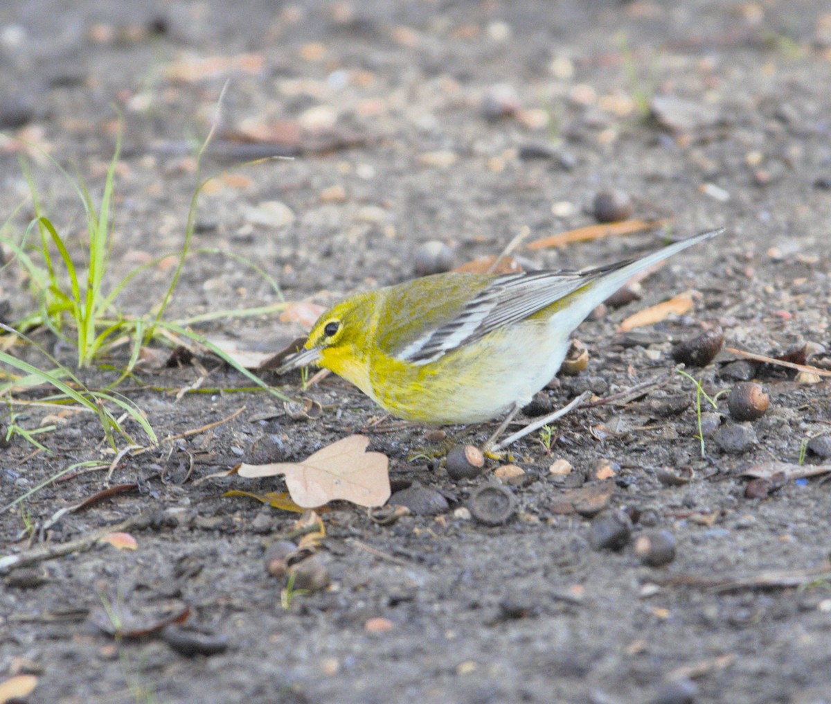 Pine Warbler - ML613179118