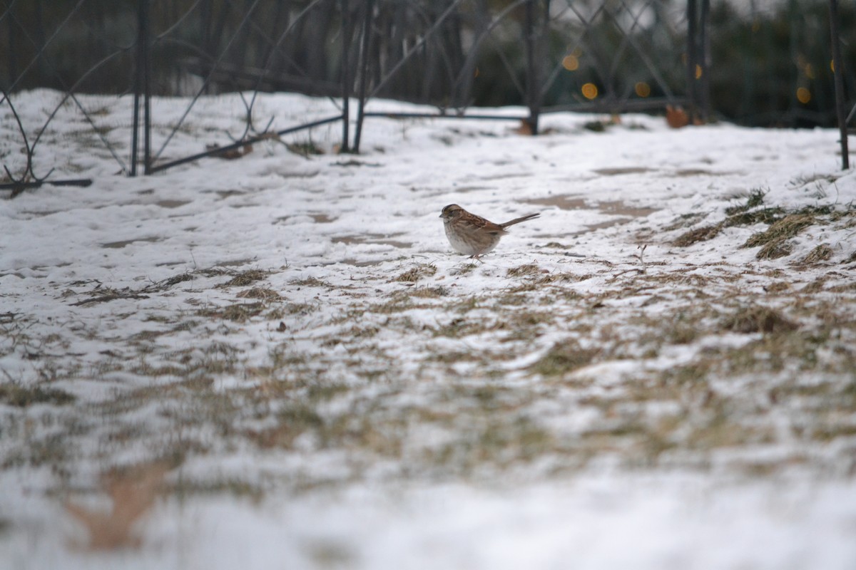 White-throated Sparrow - ML613179119