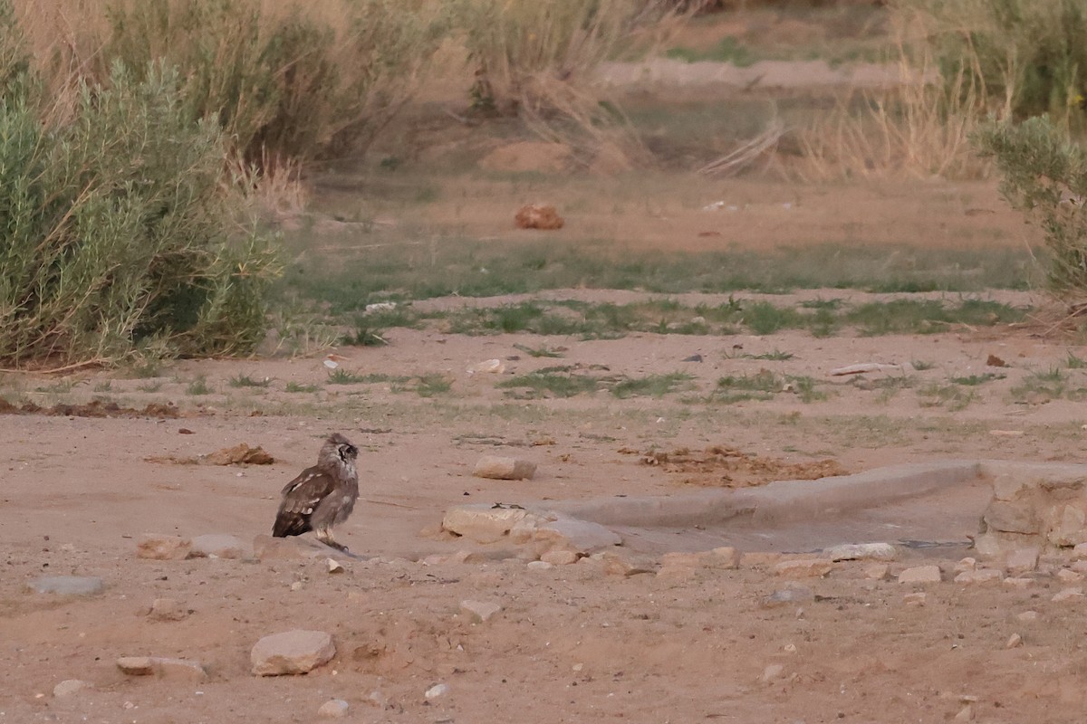 Verreaux's Eagle-Owl - ML613179120