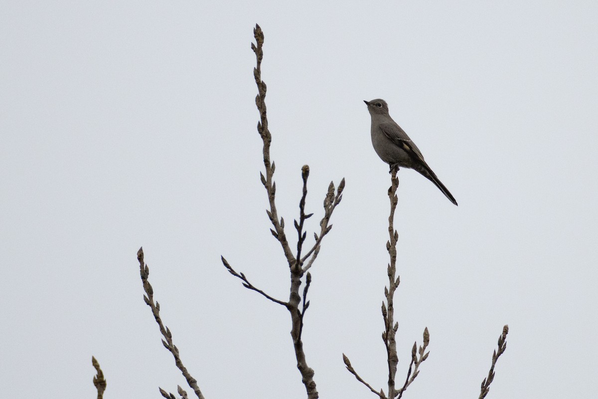 Townsend's Solitaire - ML613179153