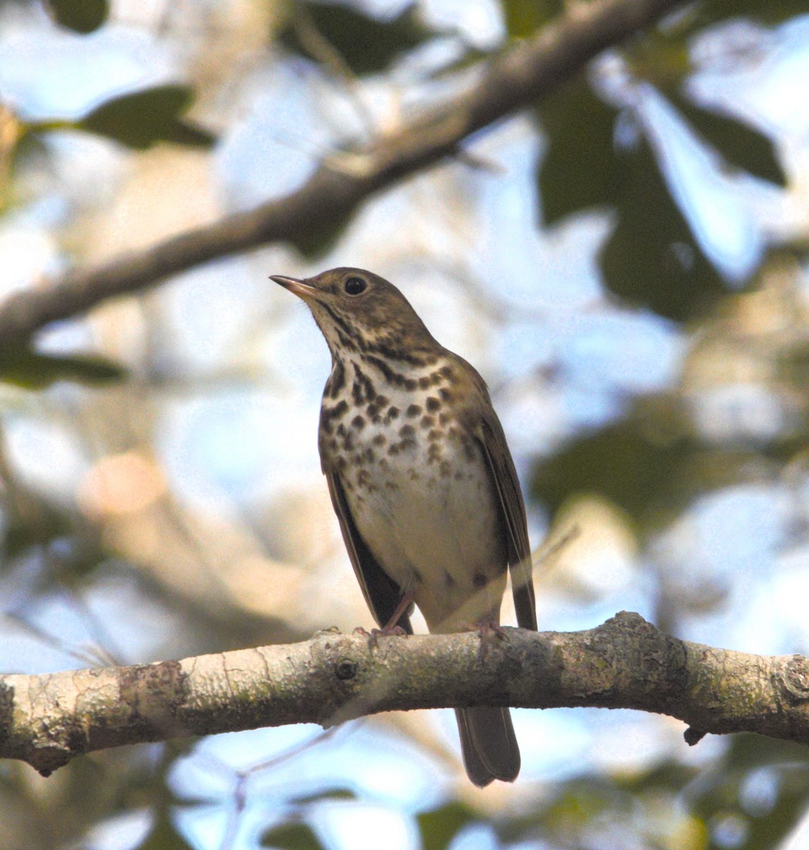 Hermit Thrush - ML613179156