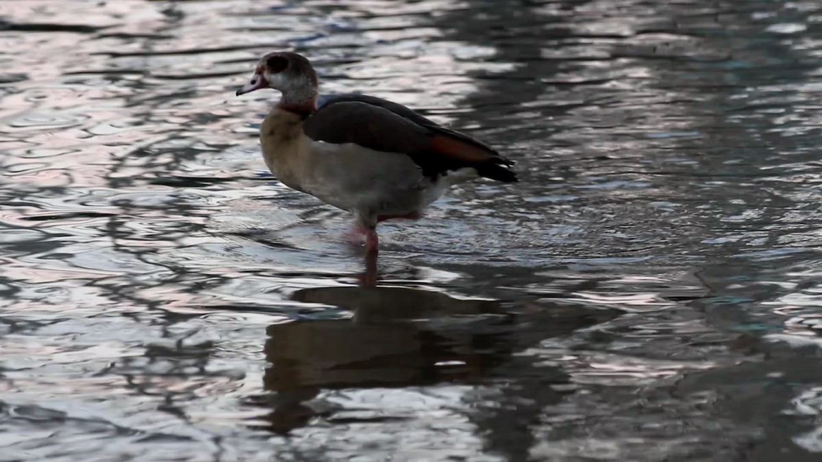 Egyptian Goose - ML613179165