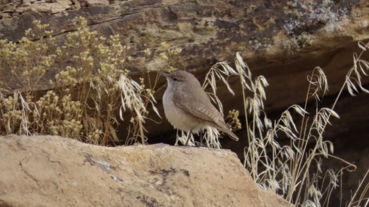 Rock Wren - Christine Alexander