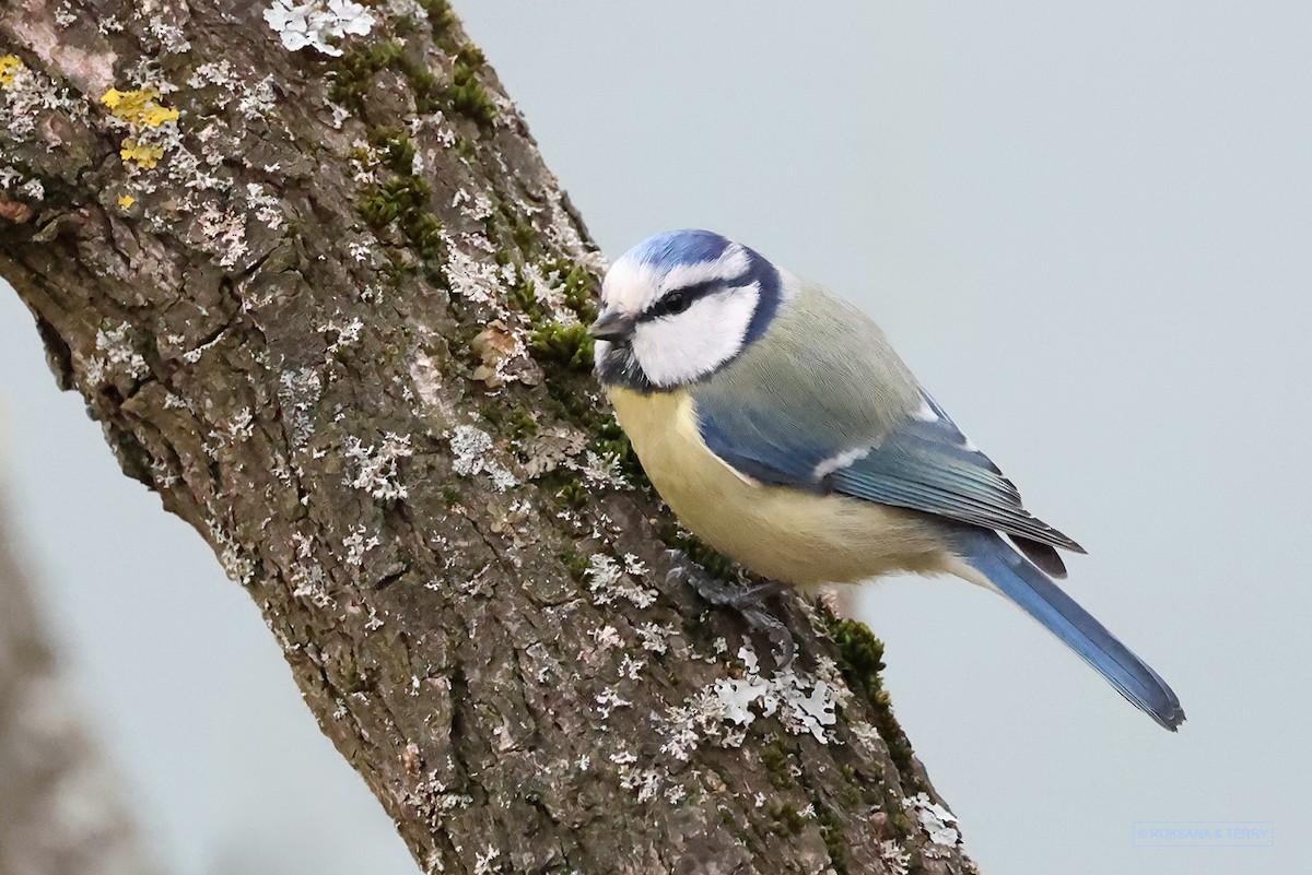 Eurasian Blue Tit - ML613179202