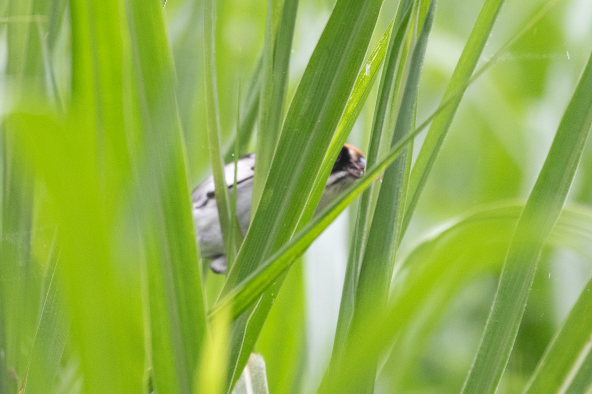 White-winged Brushfinch (White-winged) - Xiaoni Xu