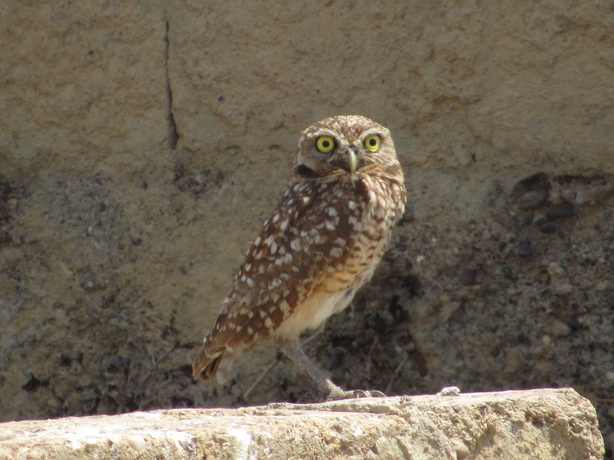 Burrowing Owl - ML613179342
