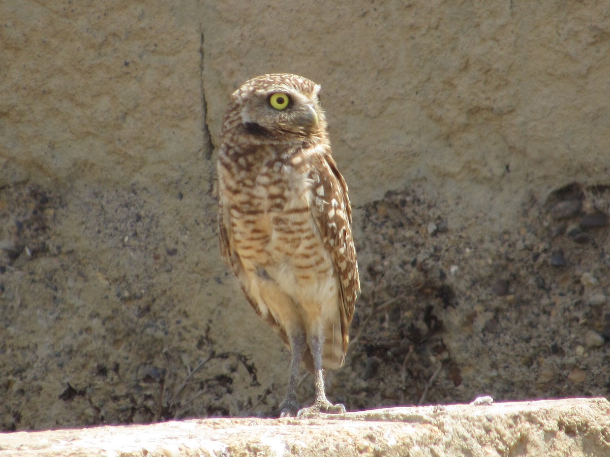 Burrowing Owl - ML613179347