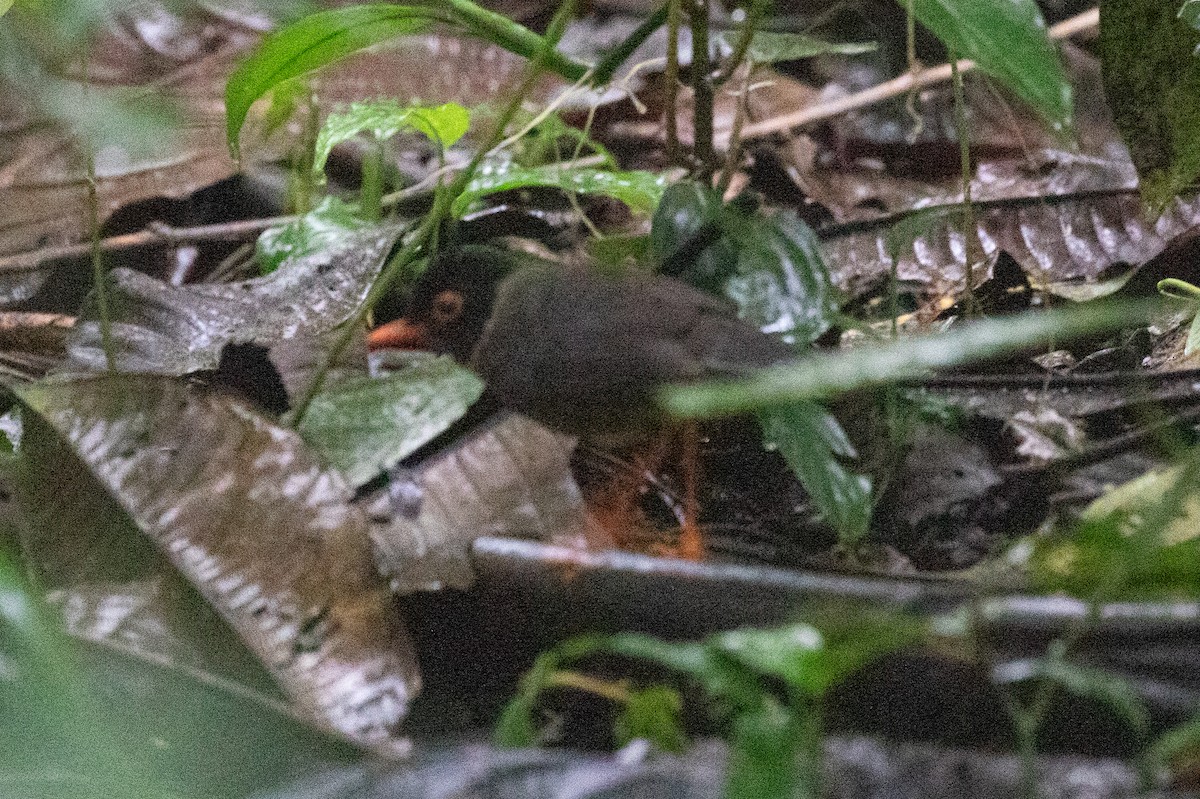 Speckled Nightingale-Thrush - ML613179374