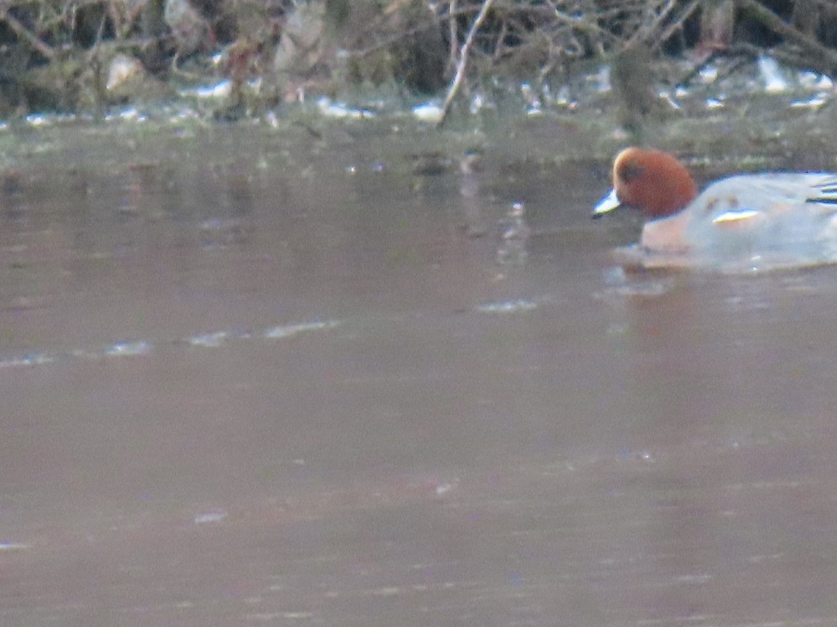 Eurasian Wigeon - John Gaglione