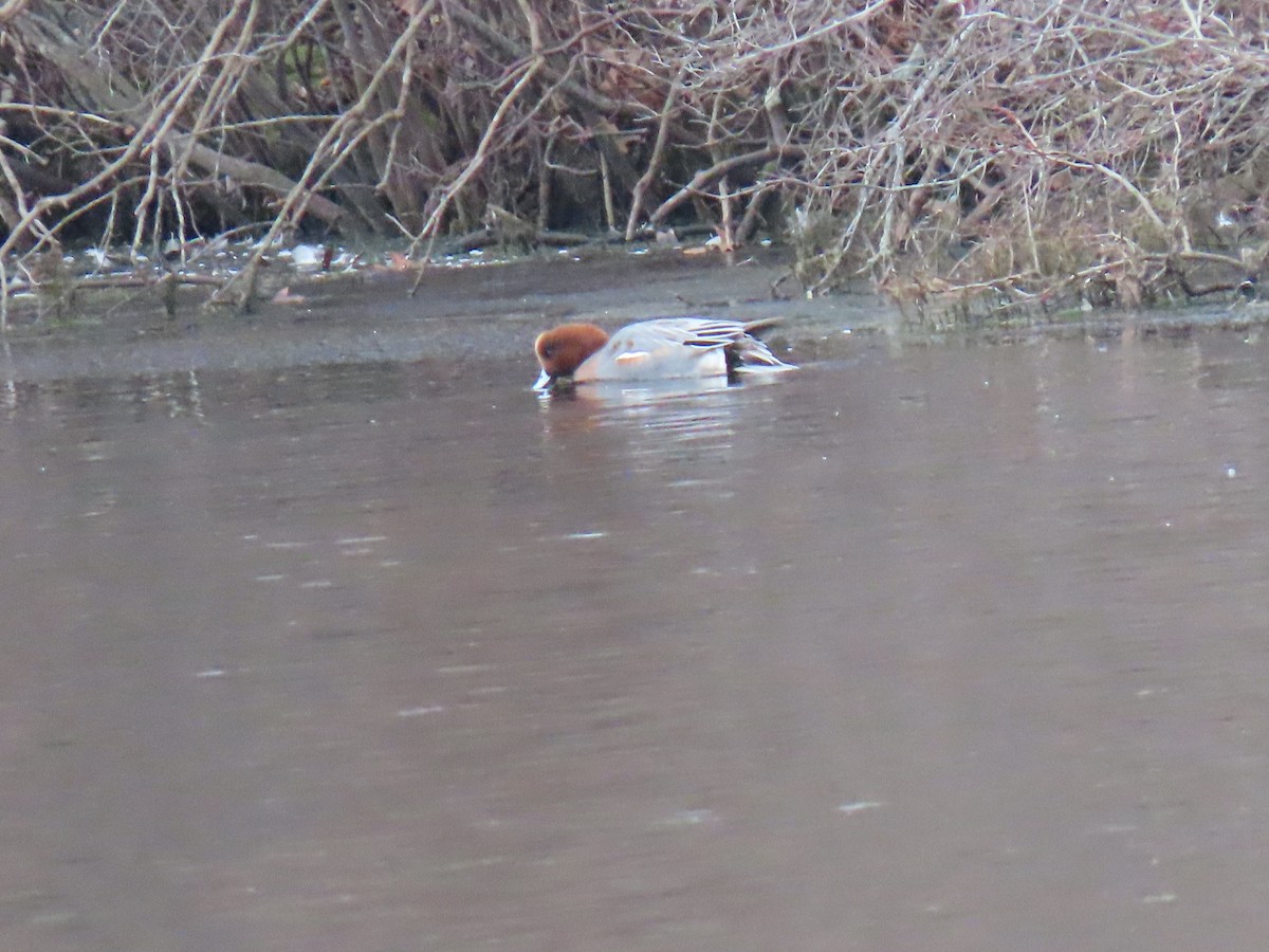 Eurasian Wigeon - John Gaglione