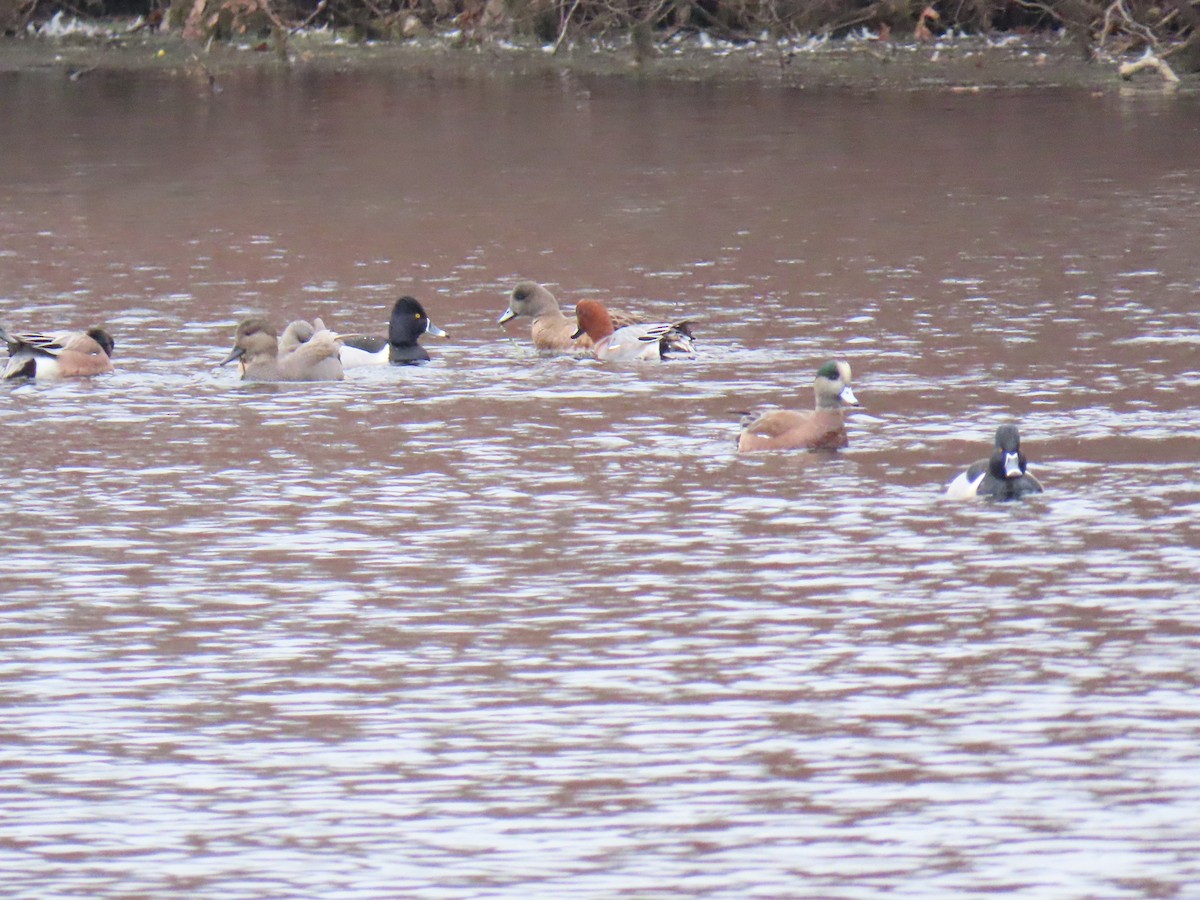 Eurasian Wigeon - John Gaglione