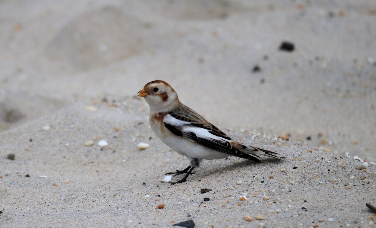 Snow Bunting - ML613179406