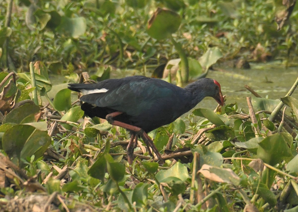 Gray-headed Swamphen - ML613179494