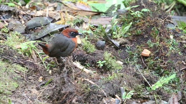 Rufous-breasted Antthrush - ML613179532