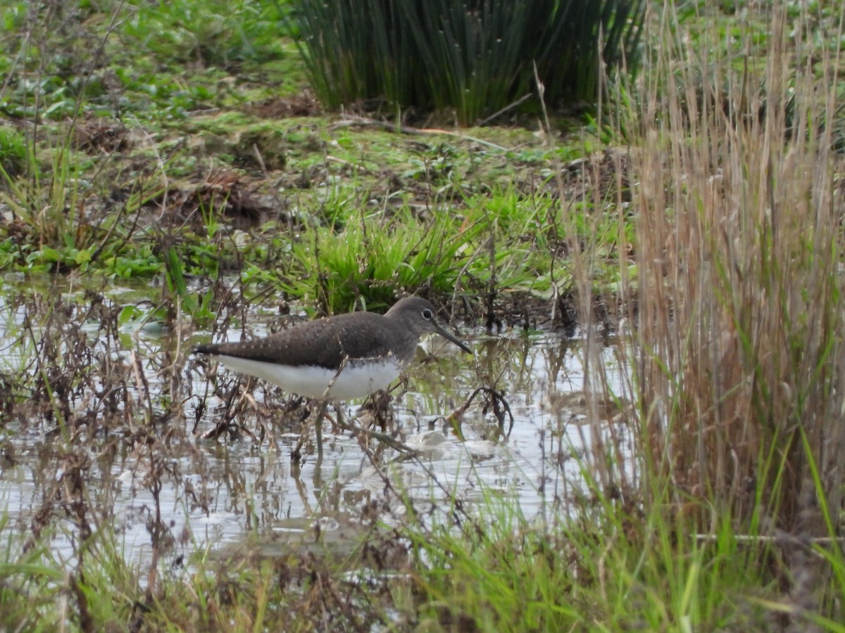 Green Sandpiper - ML613179553