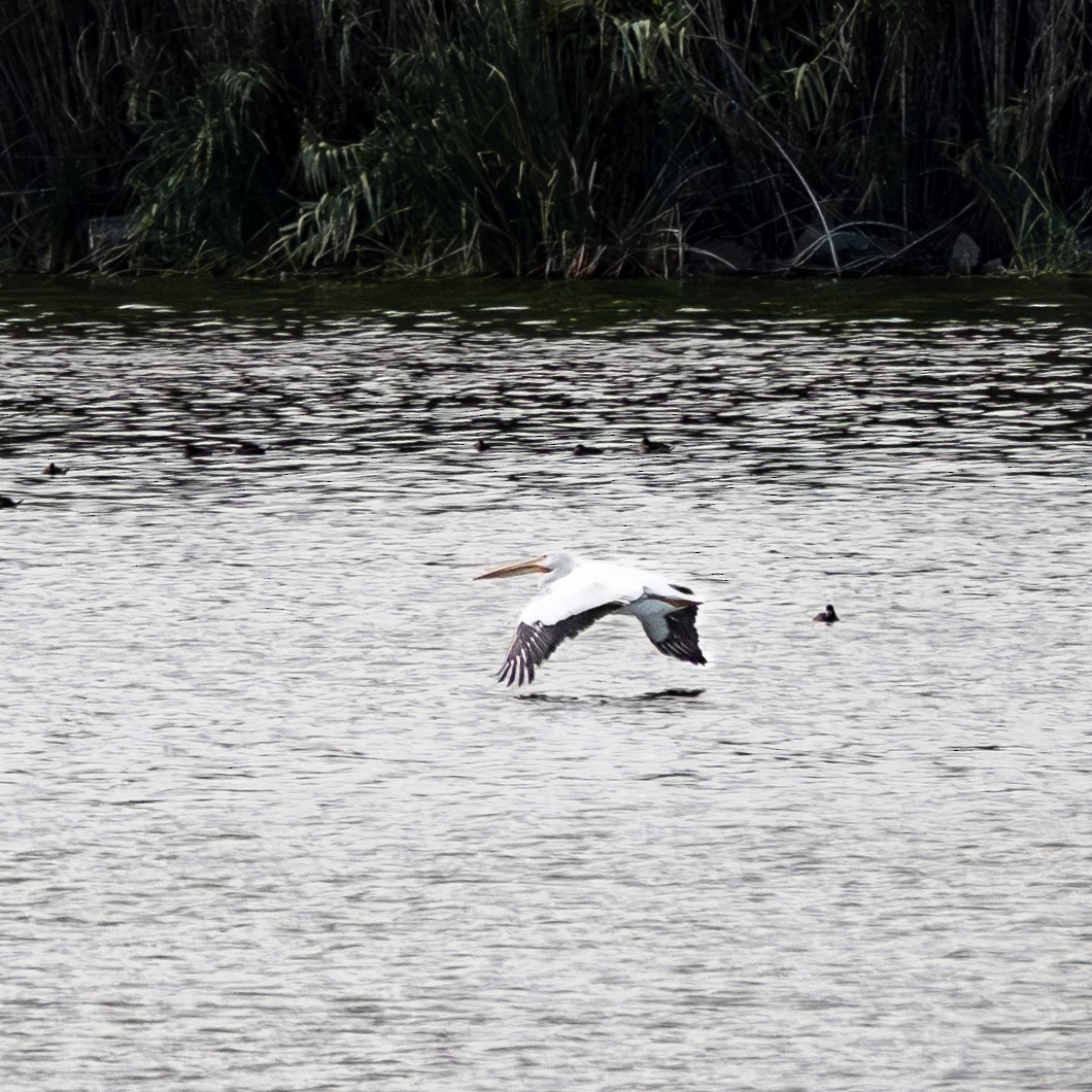 American White Pelican - ML613179597