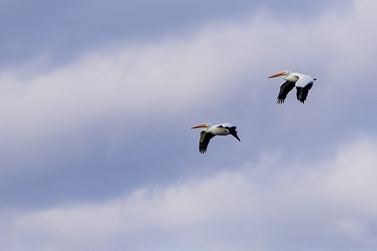 American White Pelican - ML613179598