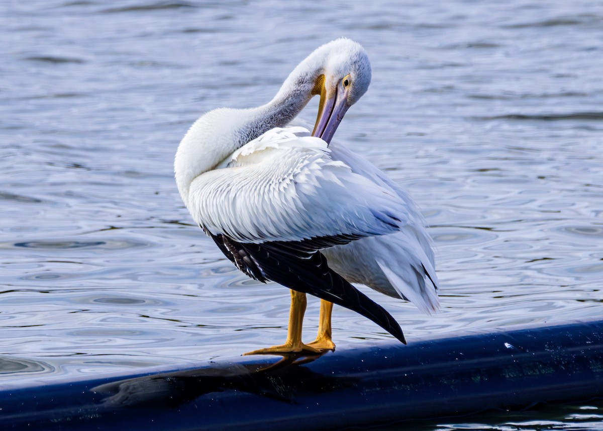 American White Pelican - ML613179599