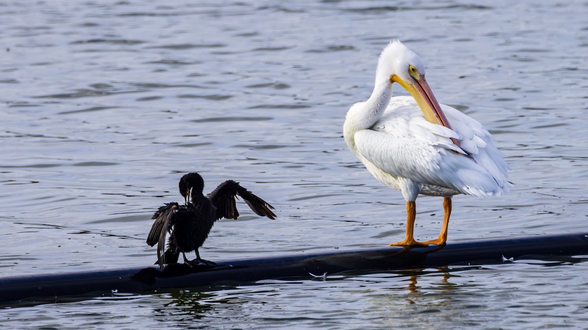 American White Pelican - ML613179604