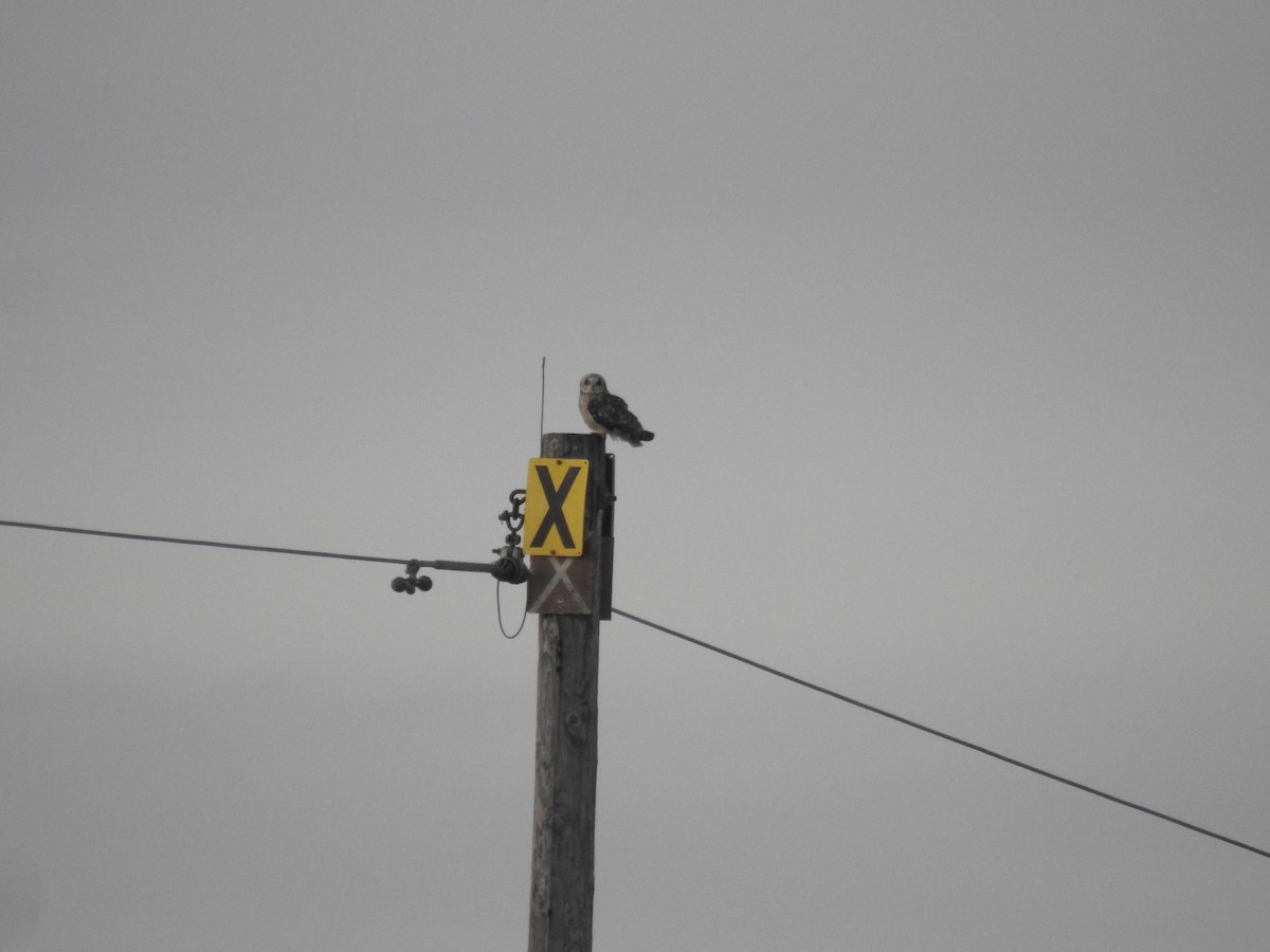 Хулгар гуйванга - ML613179636