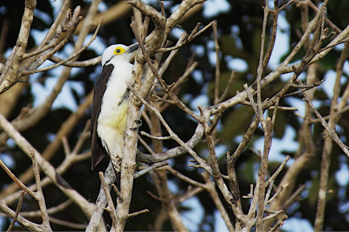 White Woodpecker - ML613179725