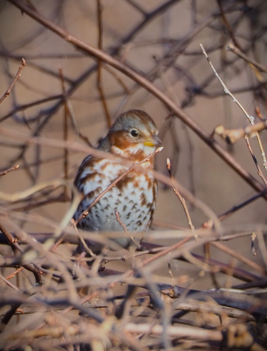 Fox Sparrow (Red) - ML613179737