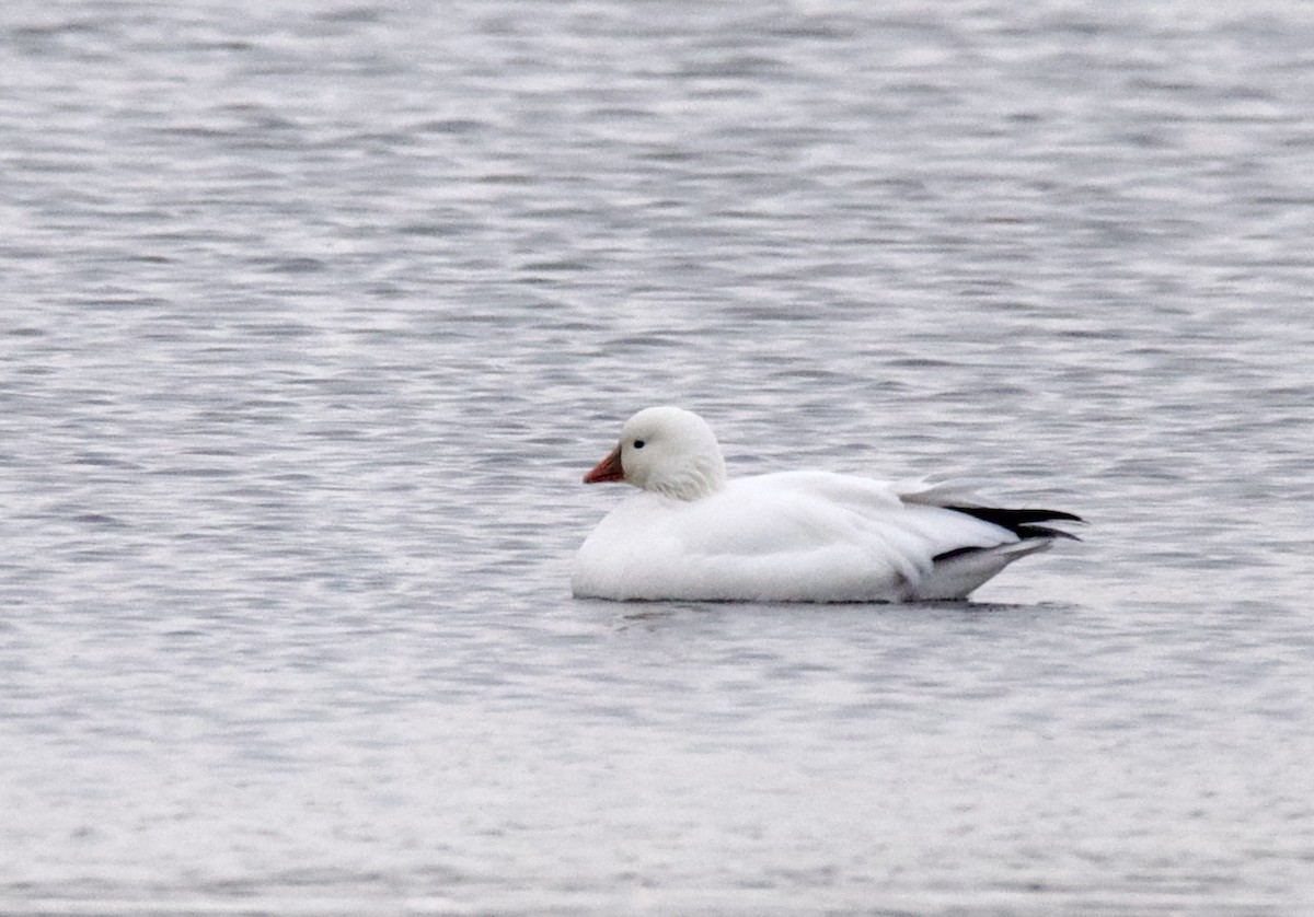 Ross's Goose - Celeste Morien