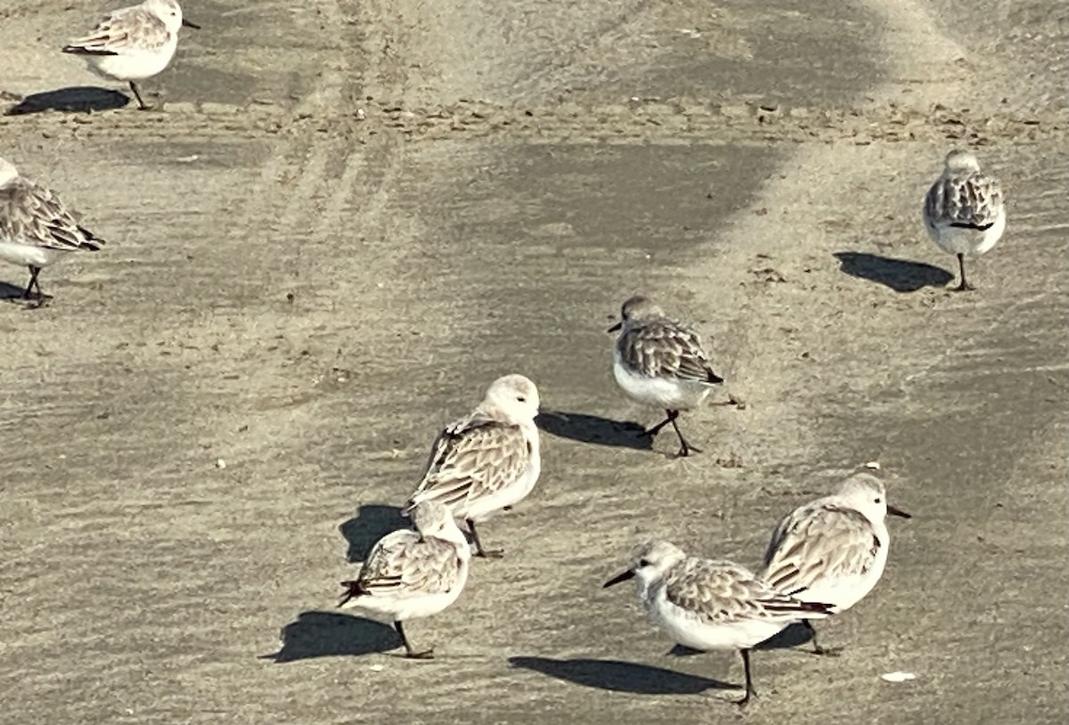 Sanderling - ML613179843