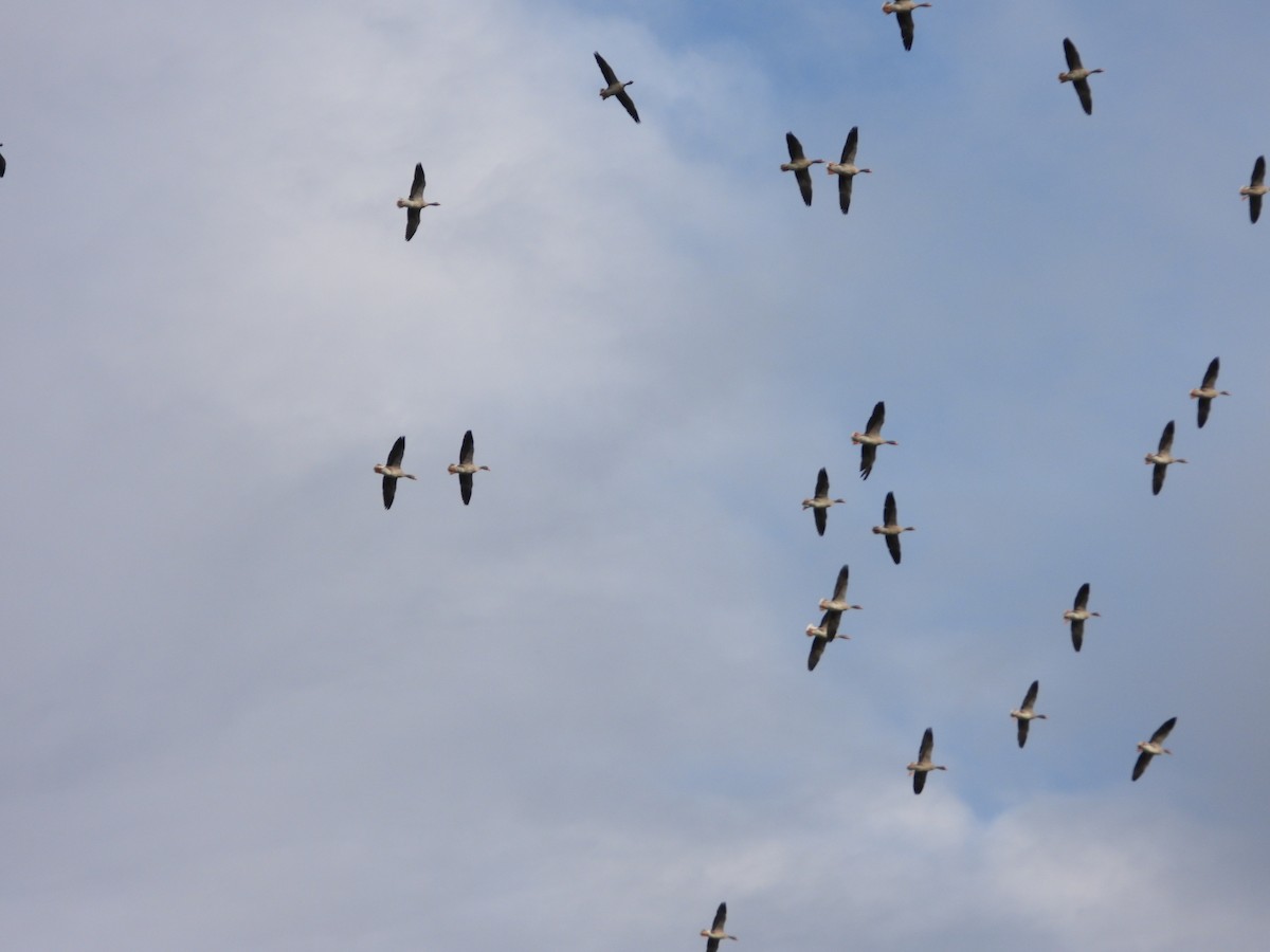 Graylag Goose - Nicolas Detriche