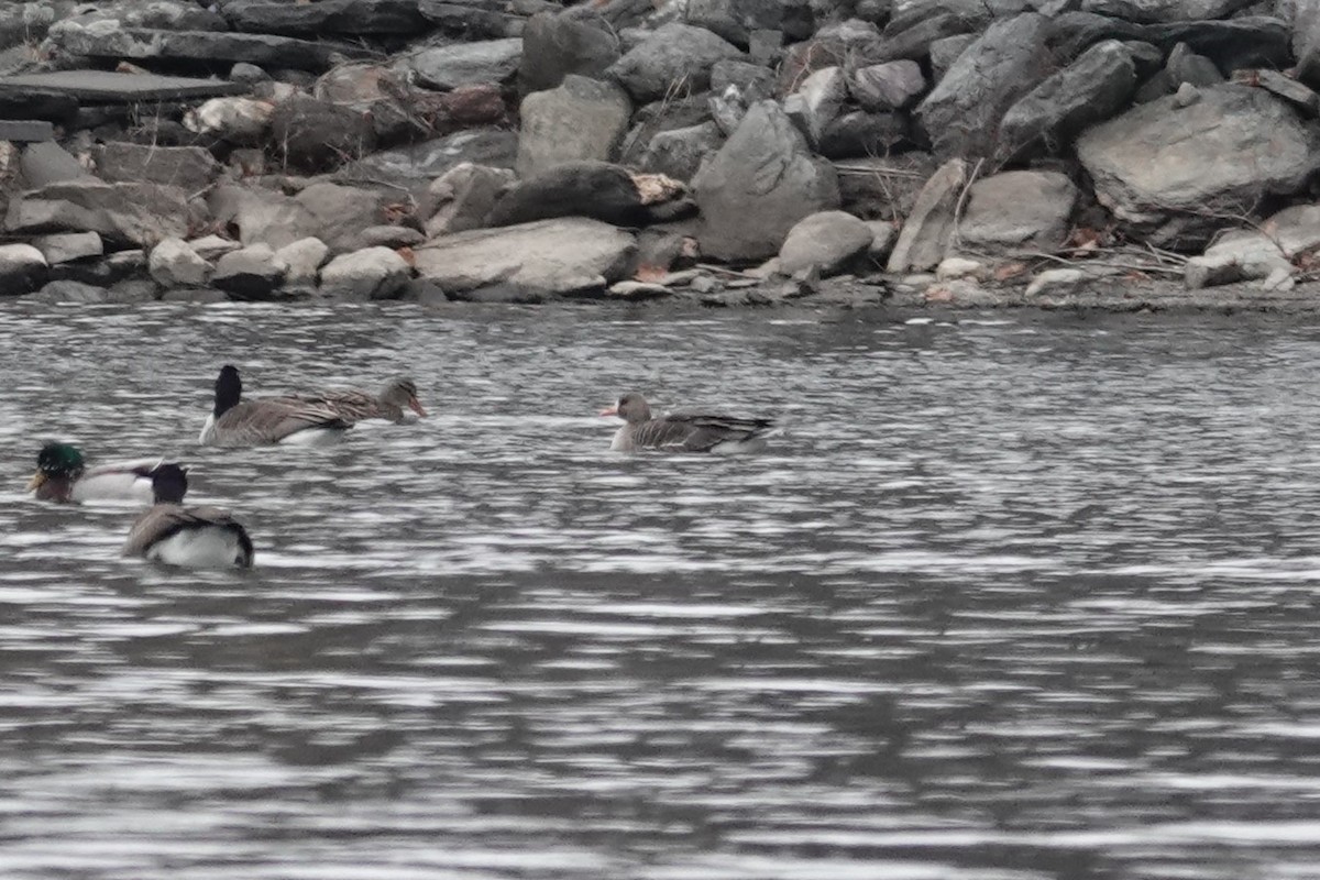 Greater White-fronted Goose - ML613179890